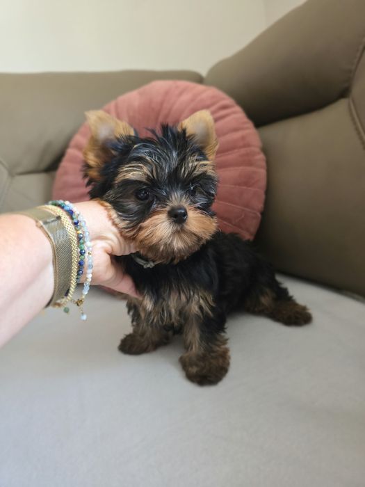 Yorkshire Terrier z rodowodem FCI