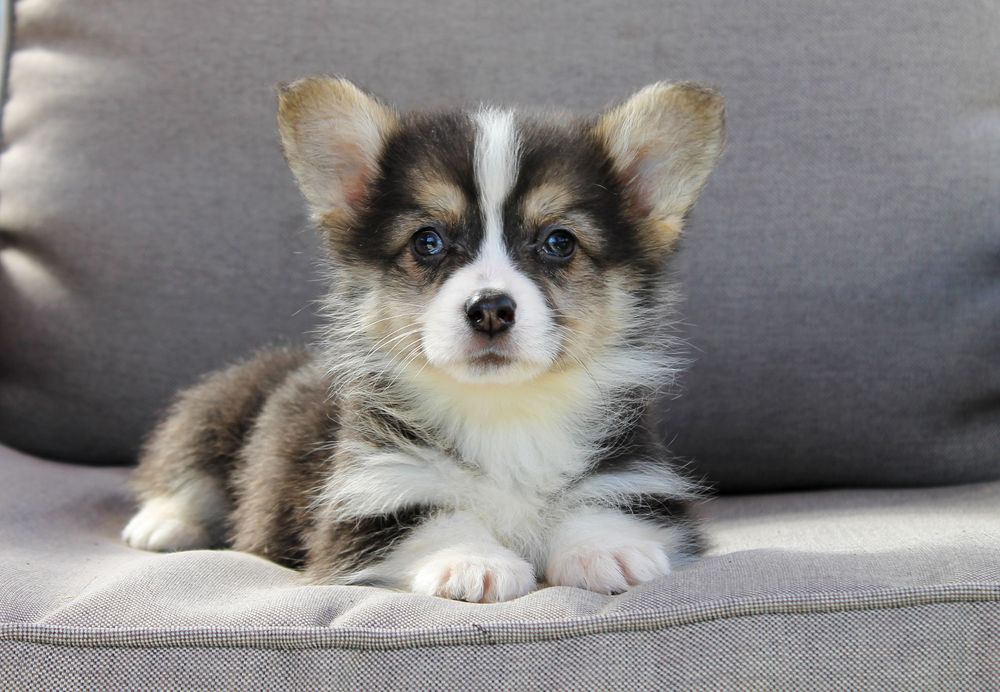 Корги пемброк с хвостиками и без Киев