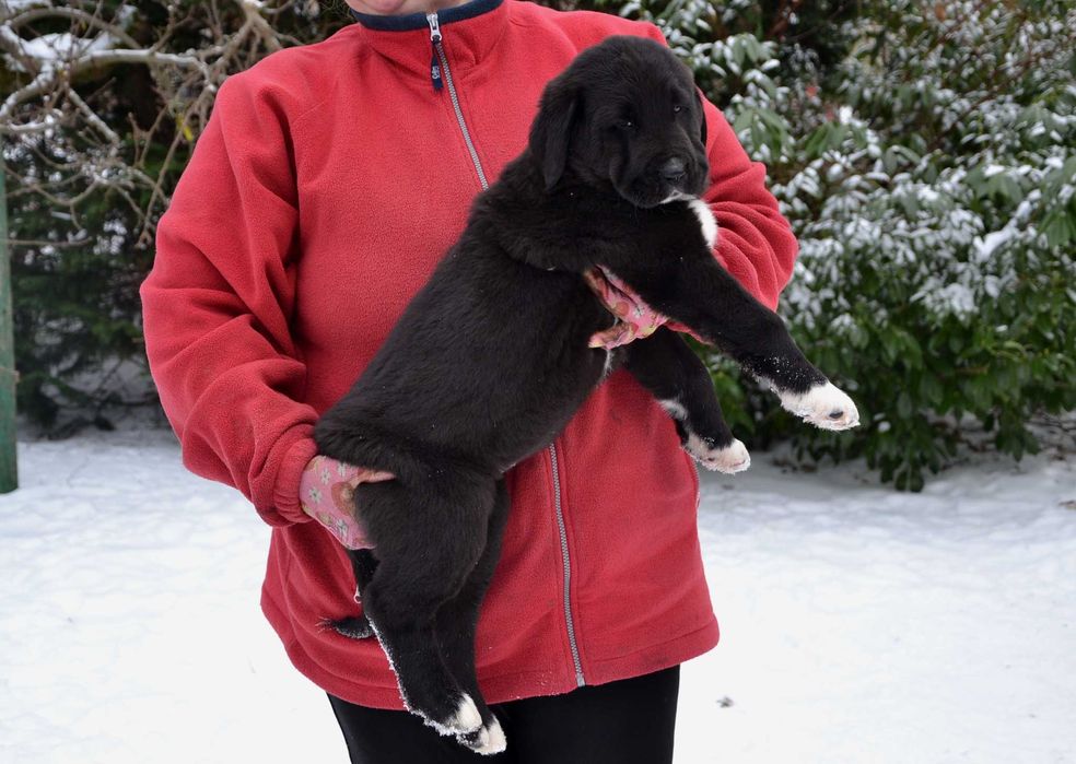 Owczarek środkowoazjatycki FCI