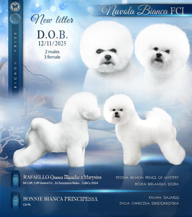 Bichon frise Nuvola Bianca Fci ZKwP