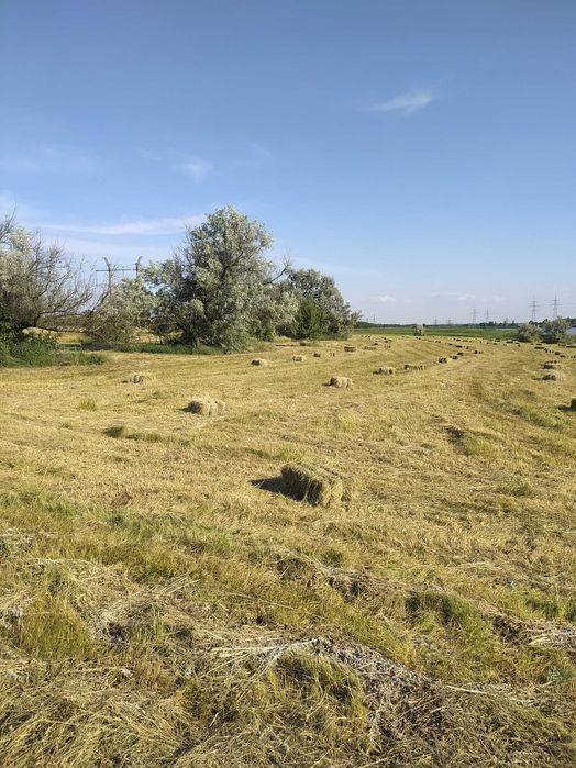 Продам сіно лугове