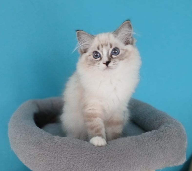 Piękna dziewczynka  Ragdoll