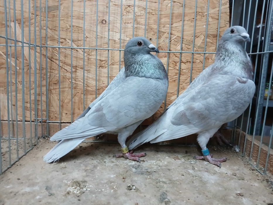 młode późniejsze gołębie pocztowe