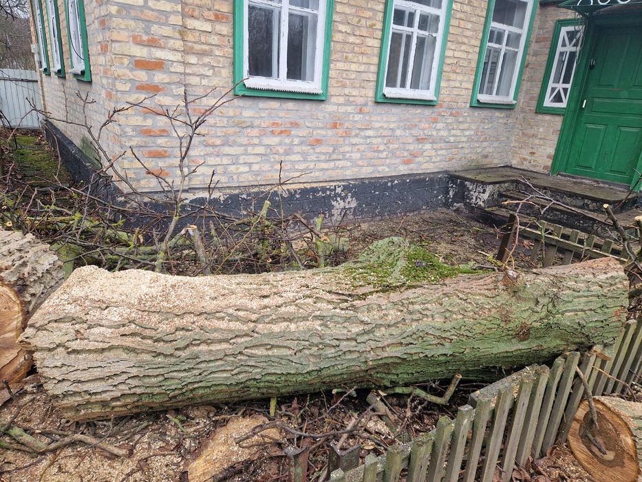 Горіх, деревина, кругляк, свіжоспиляний