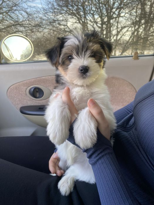 Красунчик Бівер йорк хлопчики