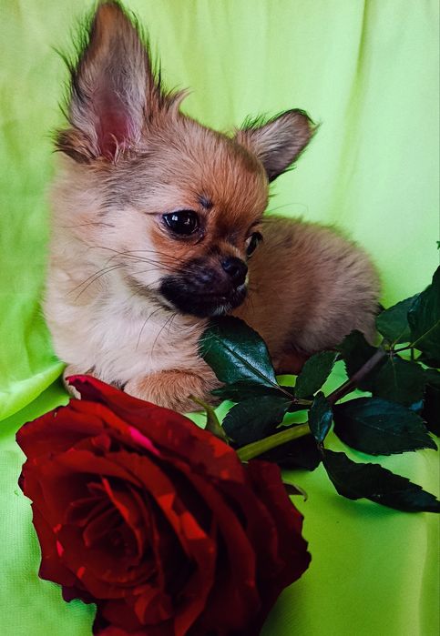 Подарунок закоханим!!!