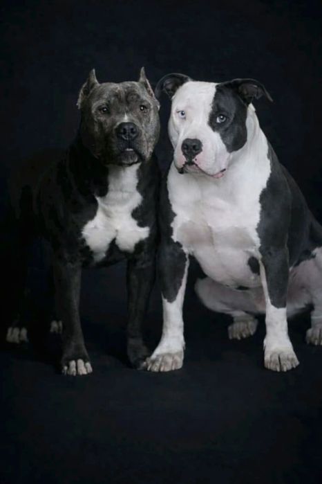 American staffordshire terrier