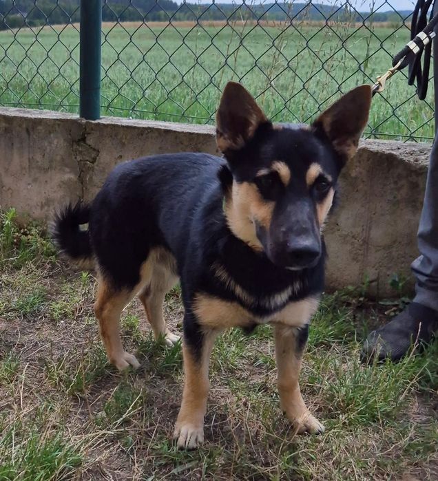 Malutki psi ideal do adopcji