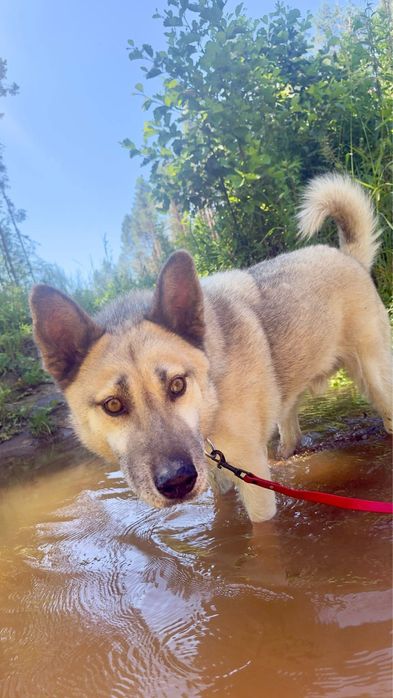Kojot-mix owczarka i husky do adopcji
