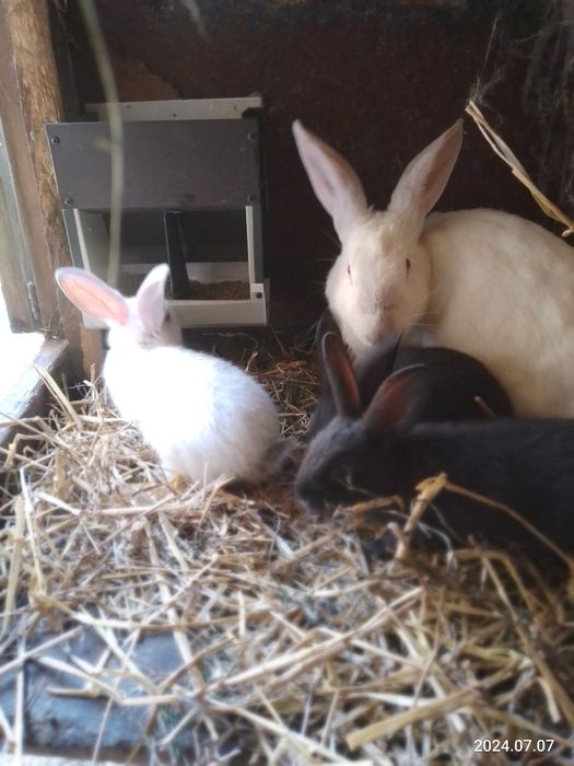 Кролі та кормушки