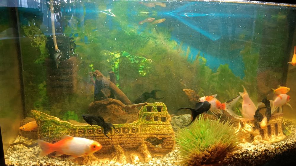 Witam sprzedam akwarium 54l kompletne .