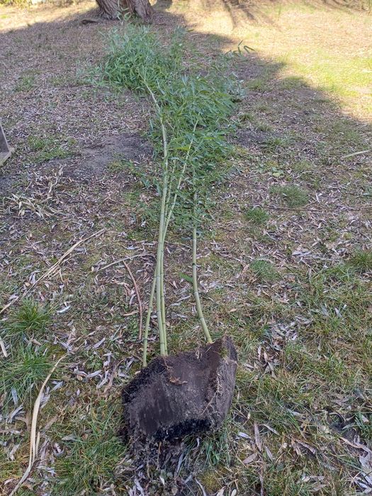 Bambus mrozoodporny Phyllostachys bisetti