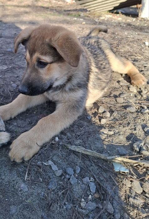 Продам щенков немецкой овчарки осталось девочка