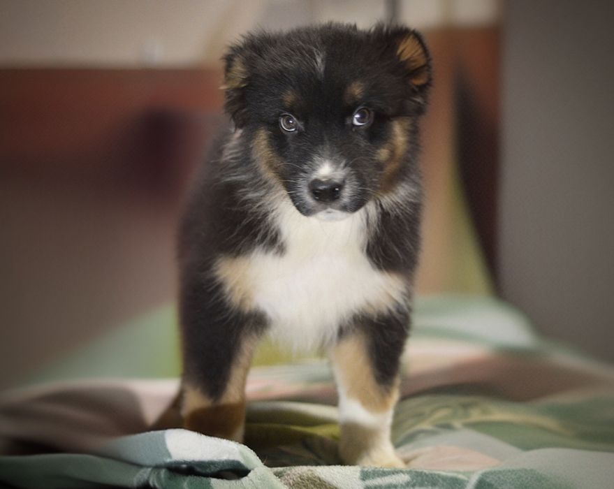 Owczarek australijski piesek black tricolor