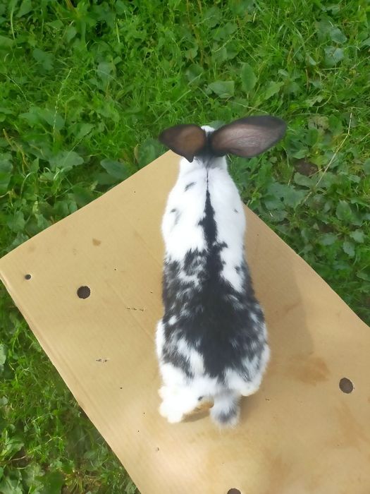 Кролі породи Німецький строкатий велетень . Шиншила .