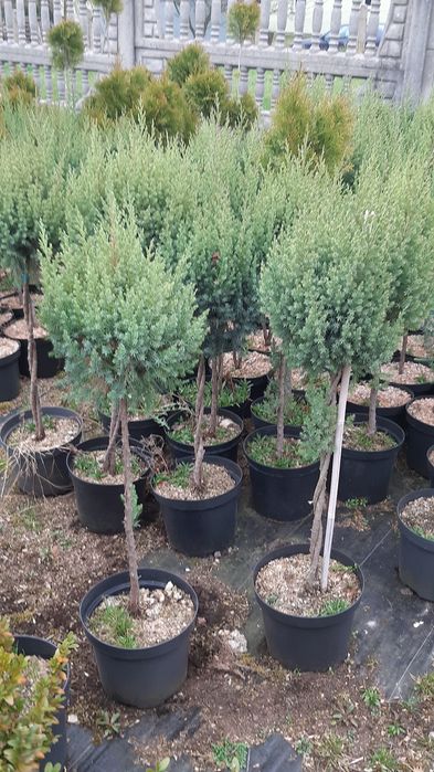 Drzewka tuje jalowce jodły formowane  na pniu.