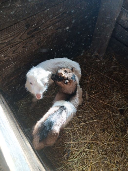 Козлики породисті