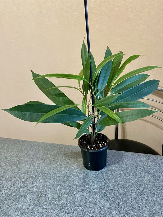 Фікус Амстел кінг/Строманта/Філодендрон