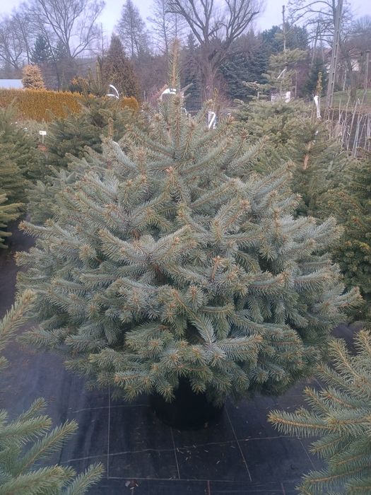 Świerk Srebrny Choinka w donicy