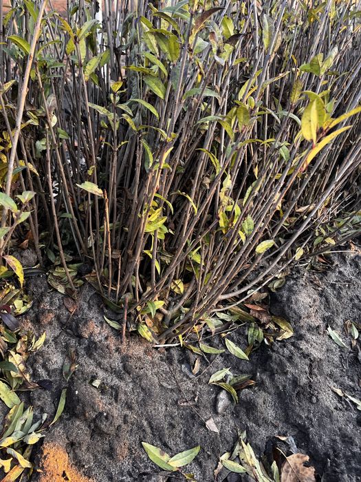 Ligustr, liguster pospolity zwyczajny 2 letni