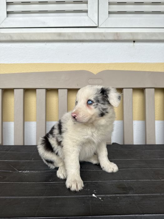 Border collie Merle com olhos azuis Macho