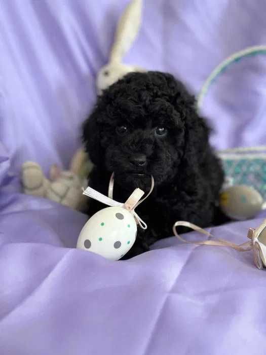 Poodle anão preto