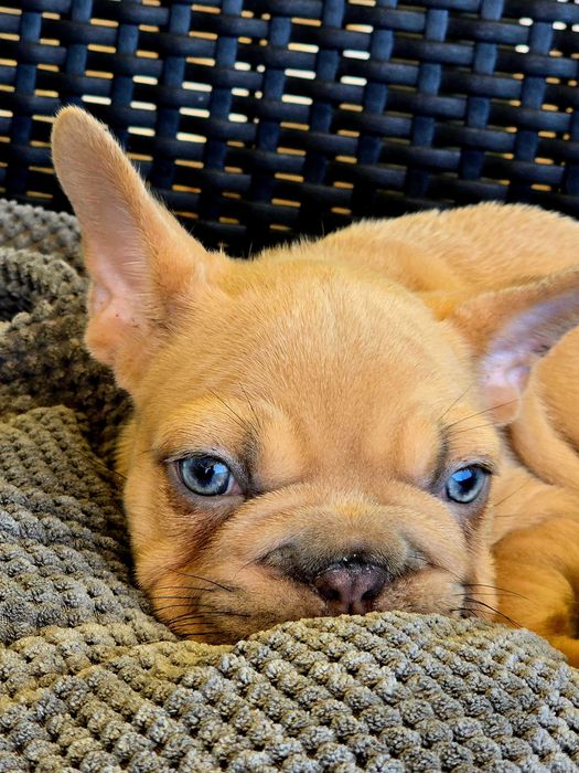 Bulldog francês Macho , olhos Brilhantes