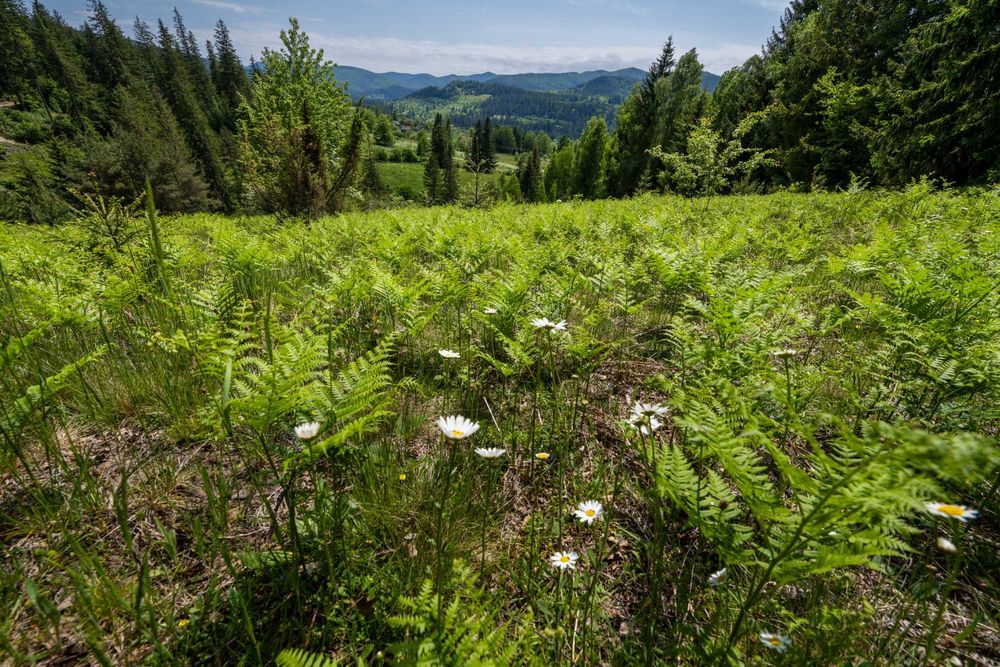 Земельна ділянка с. Микуличин 129 соток
