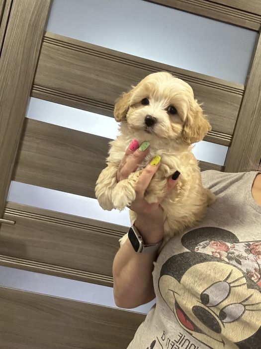 Милаш мальтипу ф1