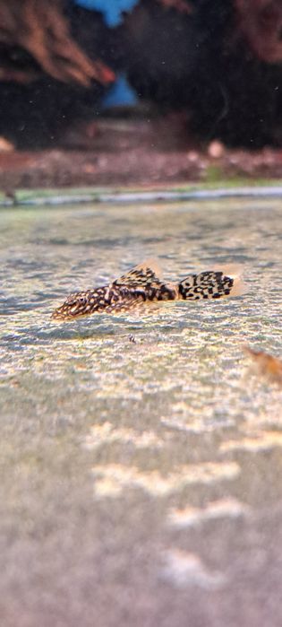 Glonojady ancistrus weloniaste oraz standard