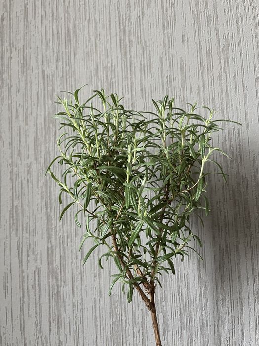 Розмарин на штамбі