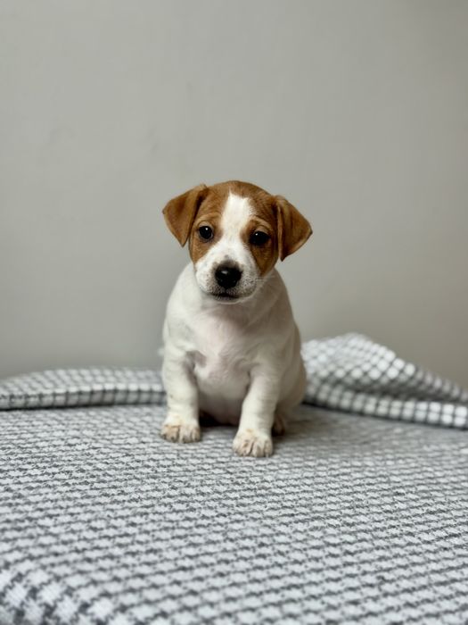 Дівчинка Джек Рассел КСУ |j706