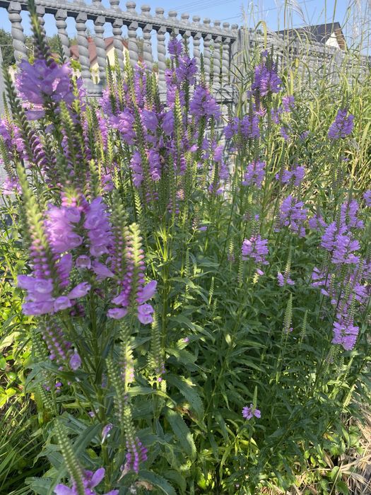 Miodunki,Byliny wieloletnie i inne