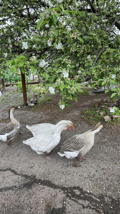 Гуси домашні