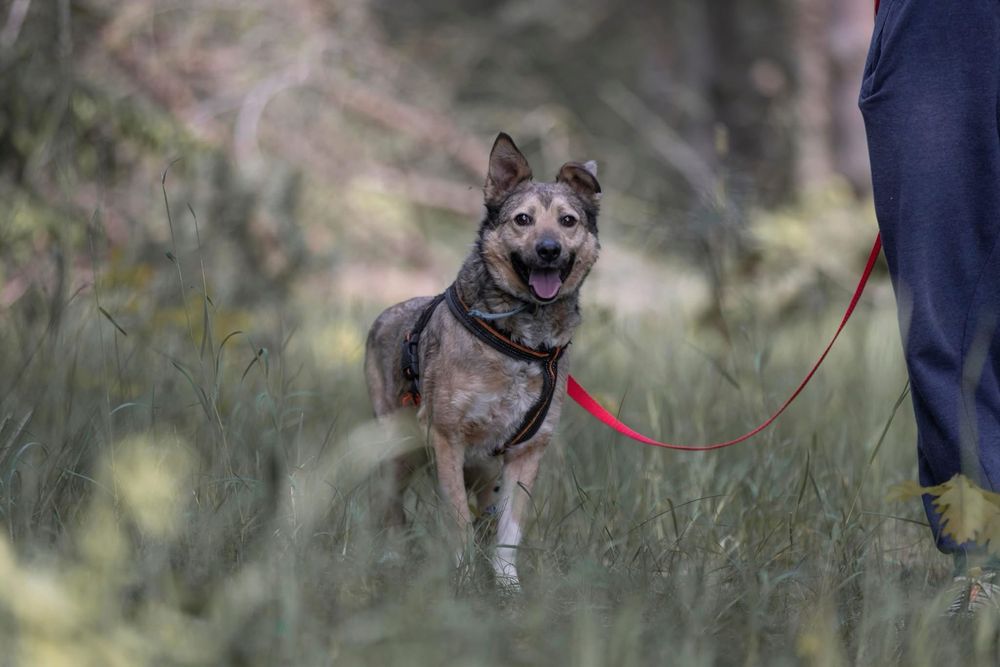 Wrażliwa sunia Gami szuka domu!