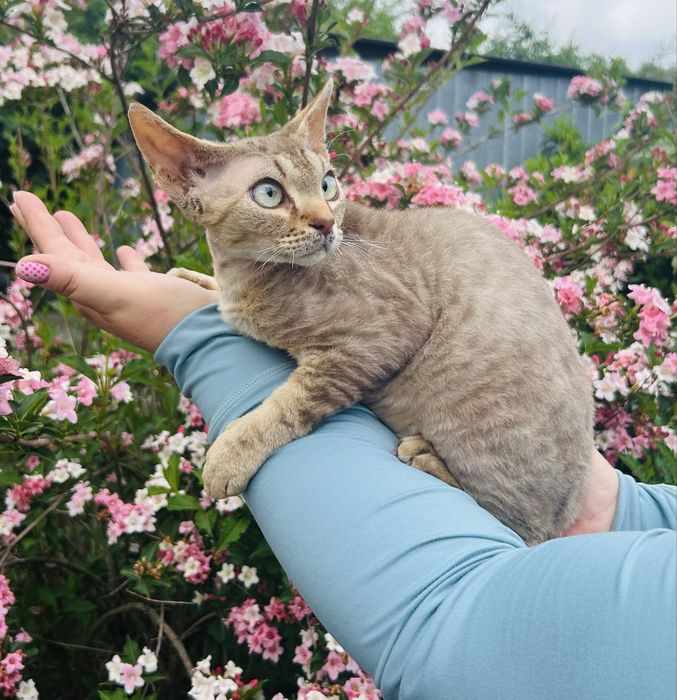 Słodki kocurek Devon Rex, kawa z mlekiem