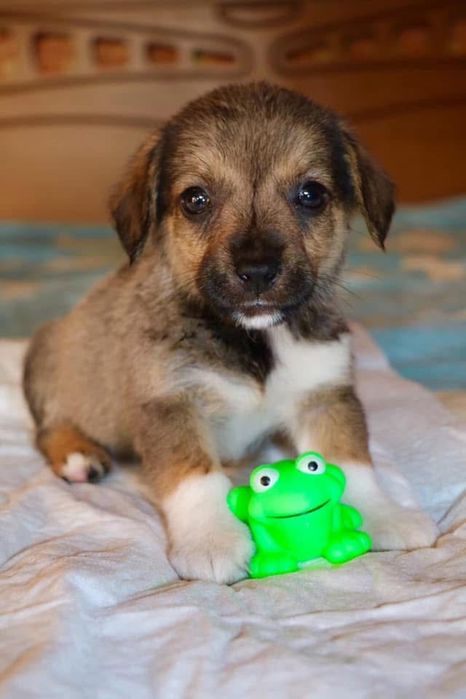 Цуценята безкоштовно