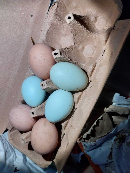 Rhode Island Red poedeiras