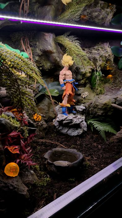 Terrarium na wymiar z aranżacją