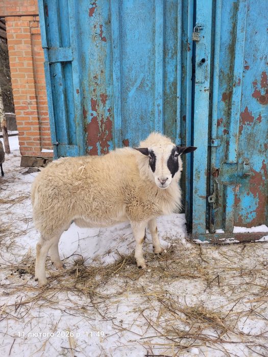Продам  барана Дорпер (суміш з романівською)