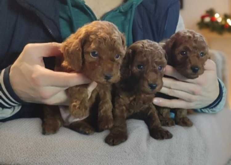 Той пудель красивые малыши. Окрас Ред Браун.