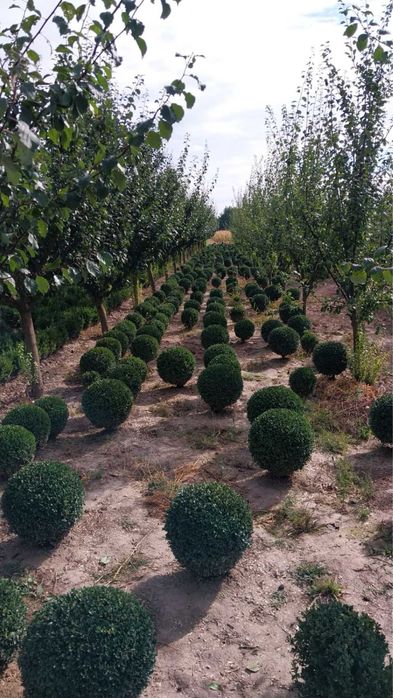 Самшит куля (Buxus) – декоративні сформовані рослини