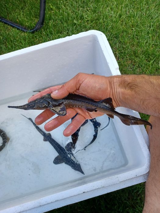 Pstrąg Palia . Okoń ,Sandacz , Jesiotr , Leszcz.