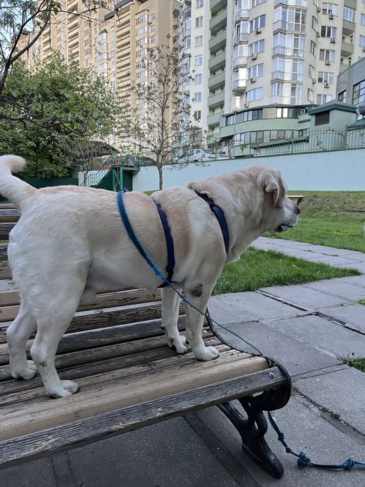 Лабрадор вязка