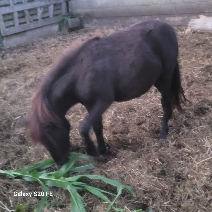Kaza,Kozioł,Kucyk