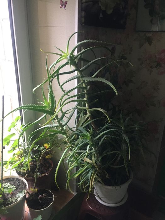 Вазон Алоэ 10лет