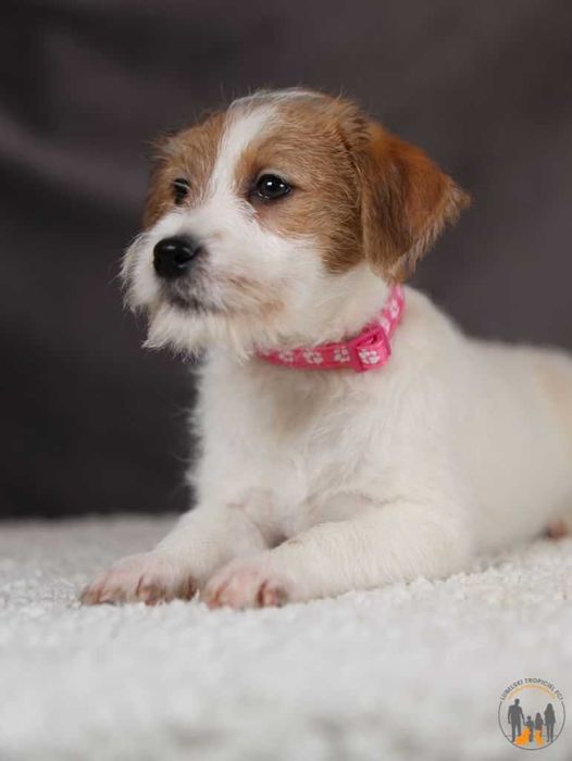 Jack Russell Terrier ZKwP FCI po Championie