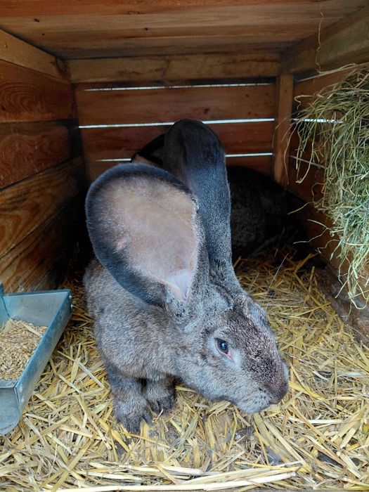 Sprzedam króliki-Olbrzym Belgijski, Baran Francuski, Nowozelandzki