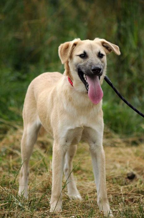 Справжній друг на все життя Амал, щенок 8 мес, чекає, щеня