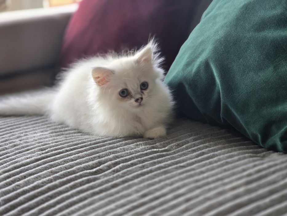 Scottish fold-straight
